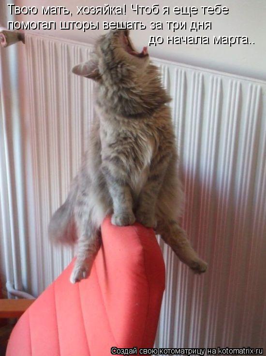 Твою мать, хозяйка! Чтоб я еще тебе помогал шторы вешать за три дня до начала марта..... Котоматрица: Твою мать, хозяйка! Чтоб я еще тебе помогал шторы вешать за три дня до начала марта..