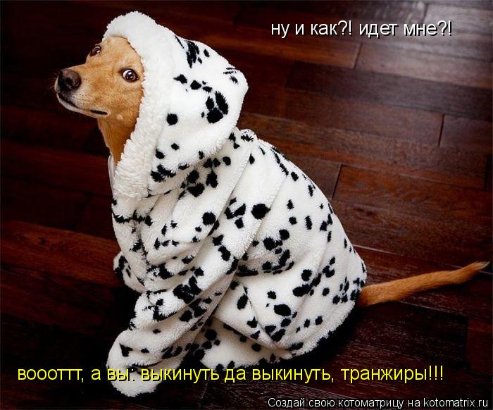 ну и как?! идет мне?! воооттт, а вы: выкинуть да выкинуть, транжиры!!!... Котоматрица: ну и как?! идет мне?! воооттт, а вы: выкинуть да выкинуть, транжиры!!!