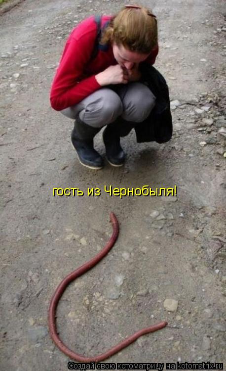 гость из Чернобыля!... Котоматрица: гость из Чернобыля!