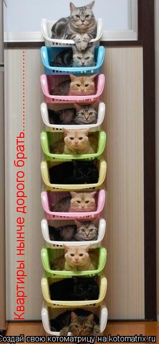 Квартиры нынче дорого брать......................... Котоматрица: Квартиры нынче дорого брать......................