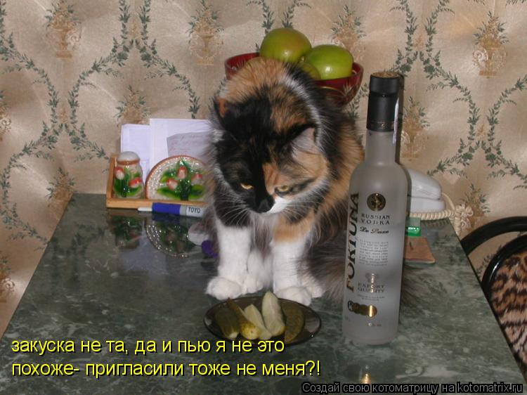 закуска не та, да и пью я не это похоже- пригласили тоже не меня?!... Котоматрица: закуска не та, да и пью я не это похоже- пригласили тоже не меня?!