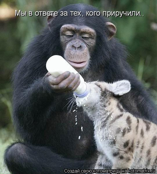 Мы в ответе за тех, кого приручили..... Котоматрица: Мы в ответе за тех, кого приручили..