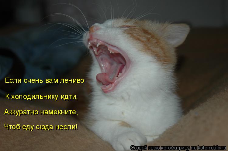 Если очень вам лениво К холодильнику идти, Аккуратно намекните, Чтоб еду сюда несли!... Котоматрица: Если очень вам лениво К холодильнику идти, Аккуратно намекните, Чтоб еду сюда несли!