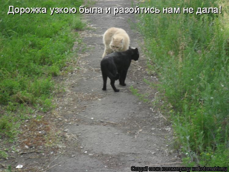 Дорожка узкою была и разойтись нам не дала!... Котоматрица: Дорожка узкою была и разойтись нам не дала!