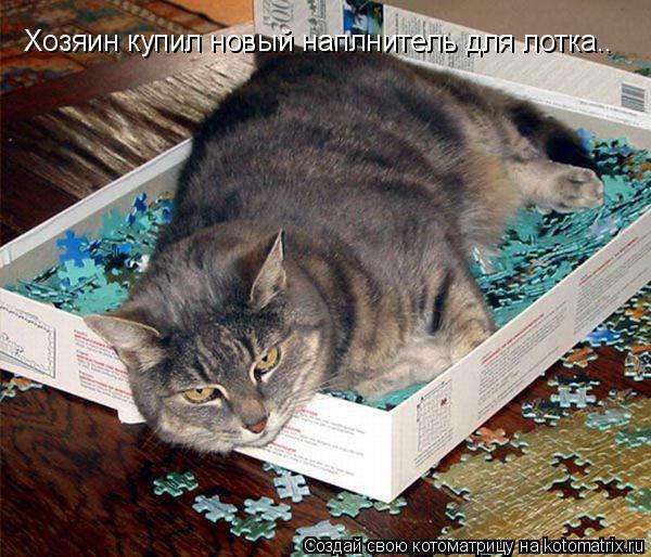 Хозяин купил новый наплнитель для лотка..... Котоматрица: Хозяин купил новый наплнитель для лотка..