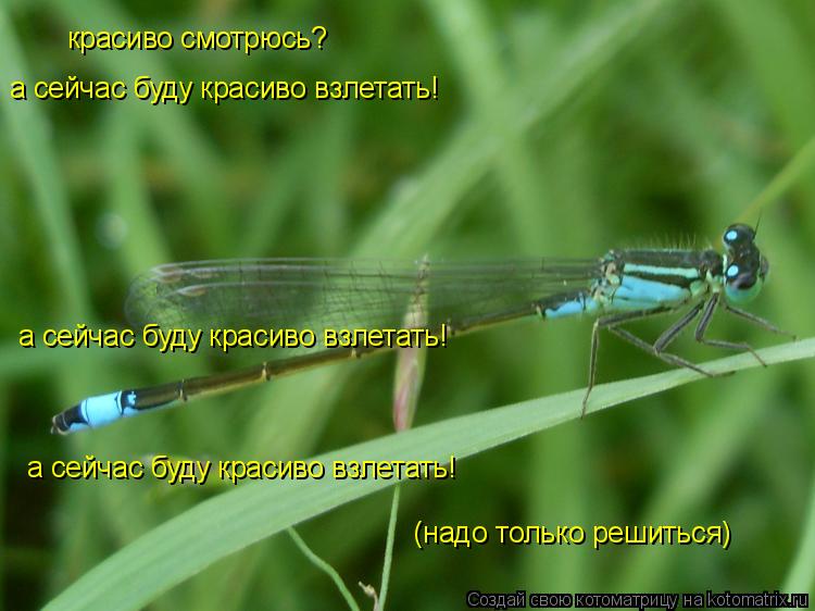 красиво смотрюсь? а сейчас буду красиво взлетать! а сейчас буду красиво взлетать! а сейчас буду краси... Котоматрица: красиво смотрюсь? а сейчас буду красиво взлетать! а сейчас буду красиво взлетать! а сейчас буду красиво взлетать! (надо только решиться)