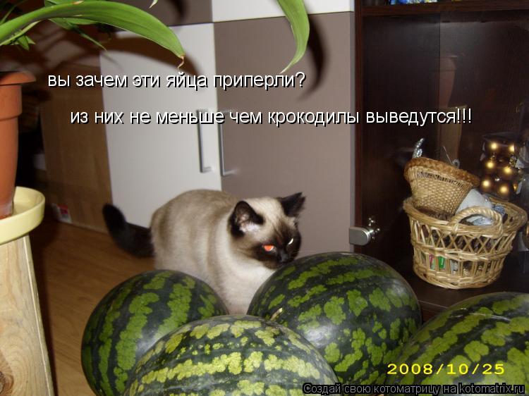 вы зачем эти яйца приперли? из них не меньше чем крокодилы выведутся!!!... Котоматрица: вы зачем эти яйца приперли? из них не меньше чем крокодилы выведутся!!!