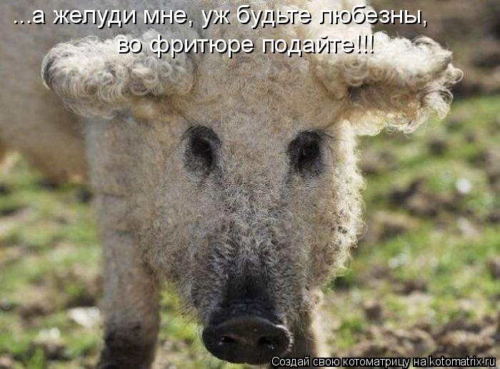 ...а желуди мне, уж будьте любезны, во фритюре подайте!!!... Котоматрица: ...а желуди мне, уж будьте любезны, во фритюре подайте!!!