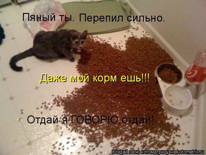 Пяный ты. Перепил сильно. Отдай я ГОВОРЮ,отдай! Даже мой корм ешь!!!... Котоматрица: Пяный ты. Перепил сильно. Отдай я ГОВОРЮ,отдай! Даже мой корм ешь!!!