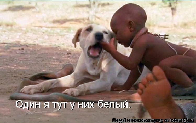 Один я тут у них белый.... Котоматрица: Один я тут у них белый.