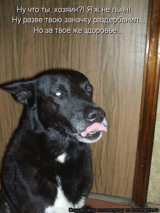 Ну что ты, хозяин?! Я ж не пьян! Ну разве твою заначку раздербанил... Но за твоё же здоровье...... Котоматрица: Ну что ты, хозяин?! Я ж не пьян! Ну разве твою заначку раздербанил... Но за твоё же здоровье...