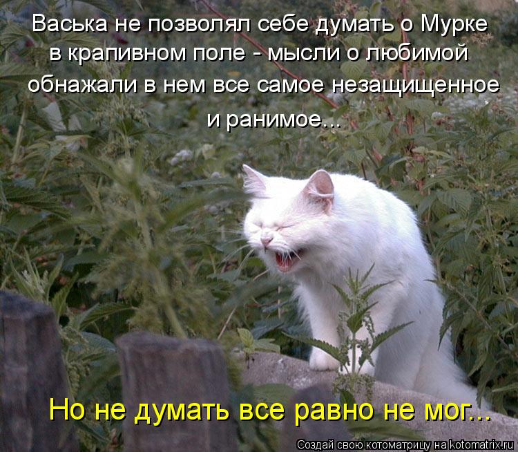Васька не позволял себе думать о Мурке в крапивном поле - мысли о любимой обнажали в нем все самое не... Котоматрица: Васька не позволял себе думать о Мурке в крапивном поле - мысли о любимой обнажали в нем все самое незащищенное и ранимое... Но не думать все