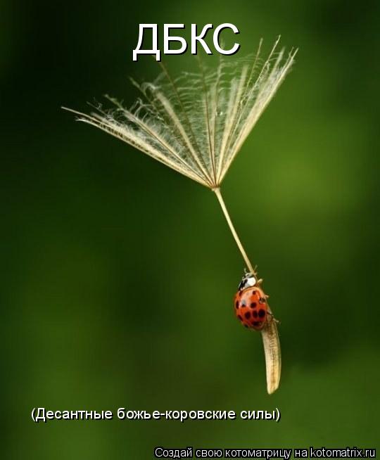 ДБКС (Десантные божье-коровские силы)... Котоматрица: ДБКС (Десантные божье-коровские силы)