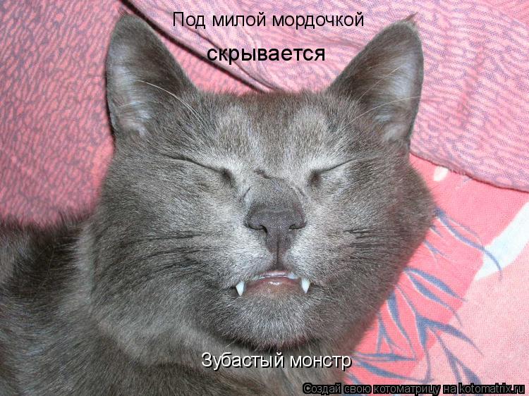 Котоматрица: Под милой мордочкой скрывается Зубастый монстр