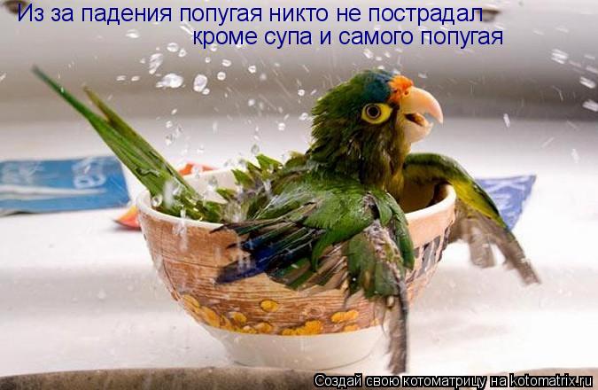 Котоматрица: Из за падения попугая никто не пострадал кроме супа и самого попугая