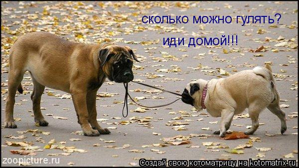 Котоматрица: сколько можно гулять? иди домой!!!