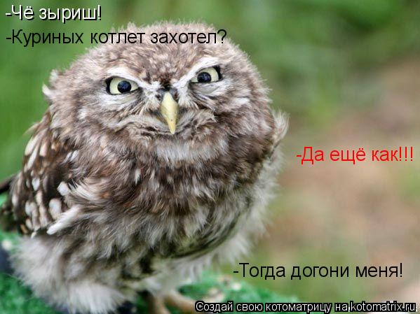 Котоматрица: -Чё зыриш! -Куриных котлет захотел? -Да ещё как!!! -Тогда догони меня!