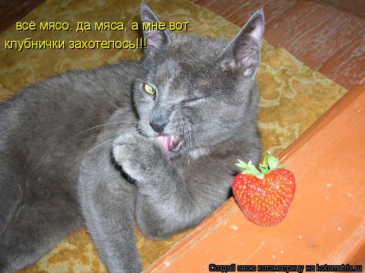 Котоматрица: всё мясо. да мяса, а мне вот  клубнички захотелось!!!