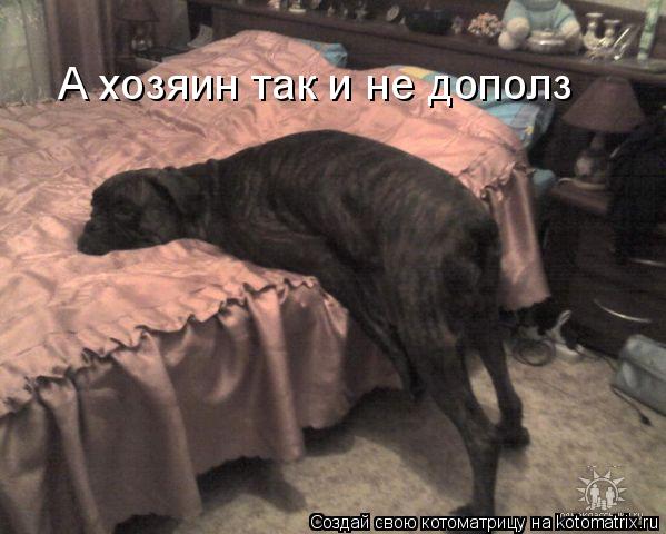 Котоматрица: А хозяин так и не дополз