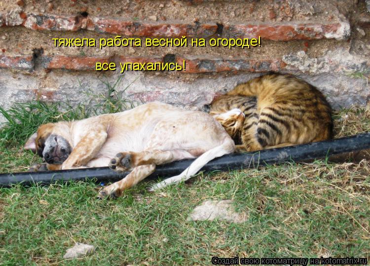 Котоматрица: тяжела работа весной на огороде! все упахались!