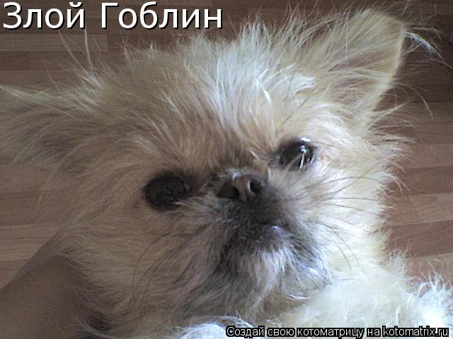 Котоматрица: Злой Гоблин