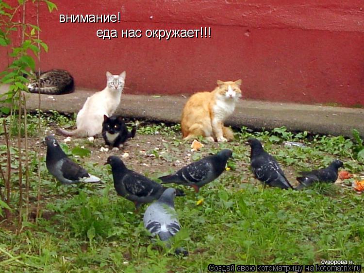 Котоматрица: внимание! еда нас окружает!!!