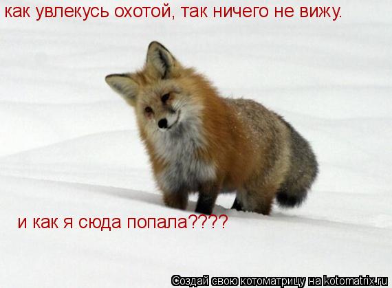 Котоматрица: как увлекусь охотой, так ничего не вижу. и как я сюда попала????