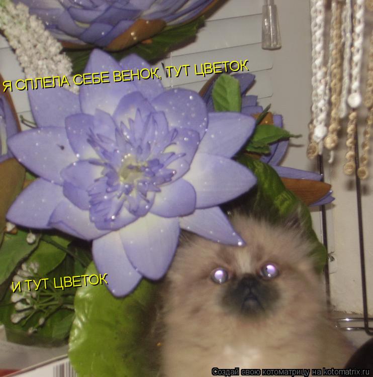 Котоматрица: Я СПЛЕЛА СЕБЕ ВЕНОК, ТУТ ЦВЕТОК  И ТУТ ЦВЕТОК