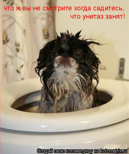 Котоматрица: что ж вы не смотрите когда садитесь, что унитаз занят!