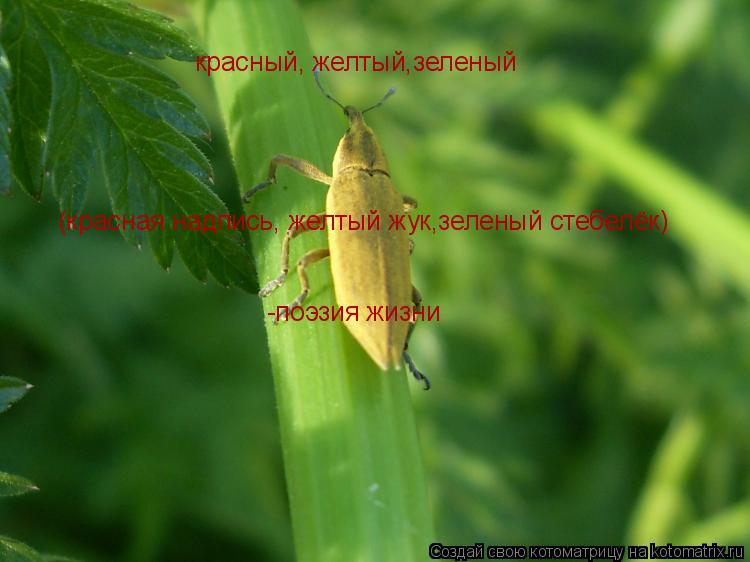 Котоматрица: красный, желтый,зеленый (красная надпись, желтый жук,зеленый стебелёк) -поэзия жизни