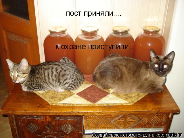 Котоматрица: пост приняли.... ... к охране приступили...