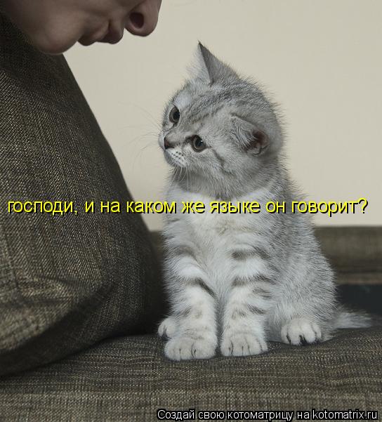 господи, и на каком же языке он говорит?... Котоматрица: господи, и на каком же языке он говорит?