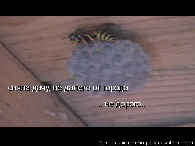 сняла дачу, не далеко от города ... не дорого...... Котоматрица: сняла дачу, не далеко от города ... не дорого...