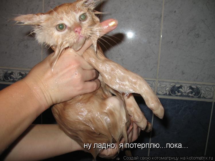 ну ладно, я потерплю...пока...... Котоматрица: ну ладно, я потерплю...пока...
