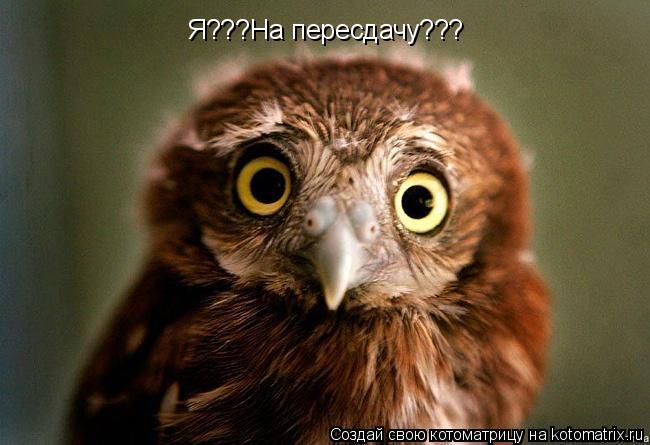 Я???На пересдачу???... Котоматрица: Я???На пересдачу???