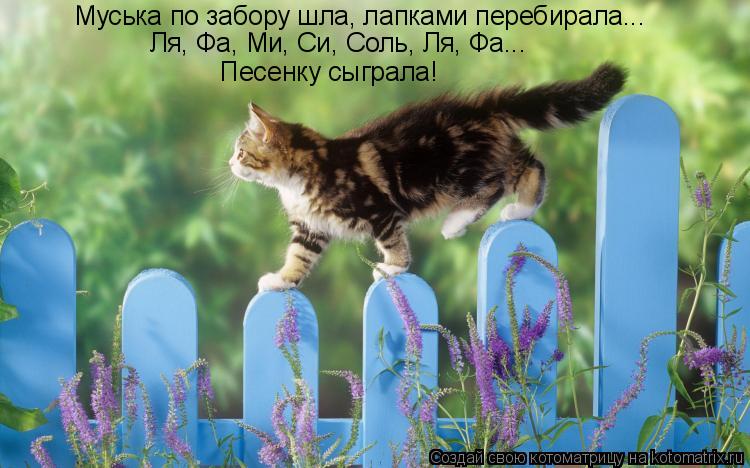 Муська по забору шла, лапками перебирала... Ля, Фа, Ми, Си, Соль, Ля, Фа... Песенку сыграла!... Котоматрица: Муська по забору шла, лапками перебирала... Ля, Фа, Ми, Си, Соль, Ля, Фа... Песенку сыграла!