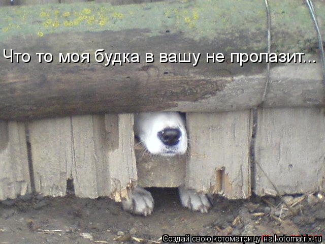 Что то моя будка в вашу не пролазит...... Котоматрица: Что то моя будка в вашу не пролазит...