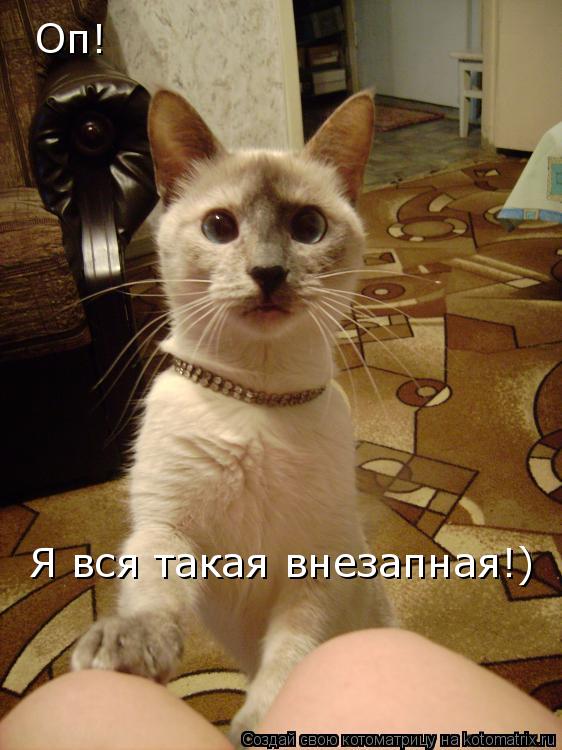 Оп! Я вся такая внезапная!)... Котоматрица: Оп! Я вся такая внезапная!)