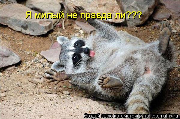 Я милый не правда ли???... Котоматрица: Я милый не правда ли???