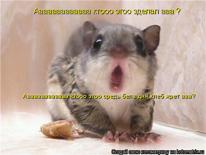 Ааааааааааааа ктооо этоо зделал ааа ? Ааааааааааааа ктооо этоо средь бела дня хлеб жрет ааа?... Котоматрица: Ааааааааааааа ктооо этоо зделал ааа ? Ааааааааааааа ктооо этоо средь бела дня хлеб жрет ааа?