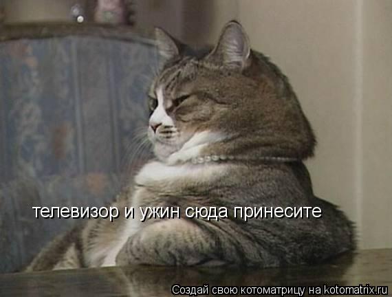 телевизор и ужин сюда принесите... Котоматрица: телевизор и ужин сюда принесите