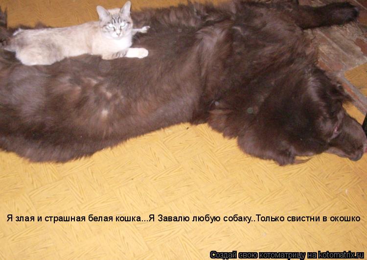 Я злая и страшная белая кошка...Я Завалю любую собаку..Только свистни в окошко... Котоматрица: Я злая и страшная белая кошка...Я Завалю любую собаку..Только свистни в окошко