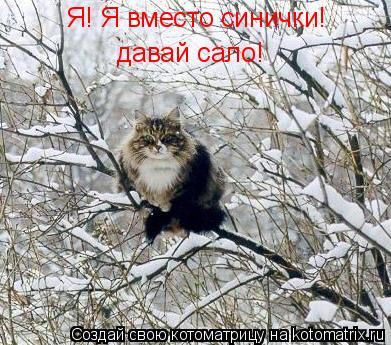 Я! Я вместо синички! давай сало!... Котоматрица: Я! Я вместо синички! давай сало!