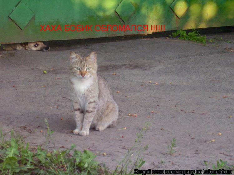 ХАХА БОБИК ОБЛОМАЛСЯ !!!!!!... Котоматрица: ХАХА БОБИК ОБЛОМАЛСЯ !!!!!!