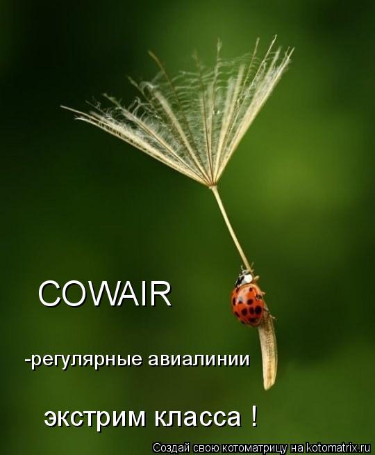 COWAIR -регулярные авиалинии экстрим класса !... Котоматрица: COWAIR -регулярные авиалинии экстрим класса !