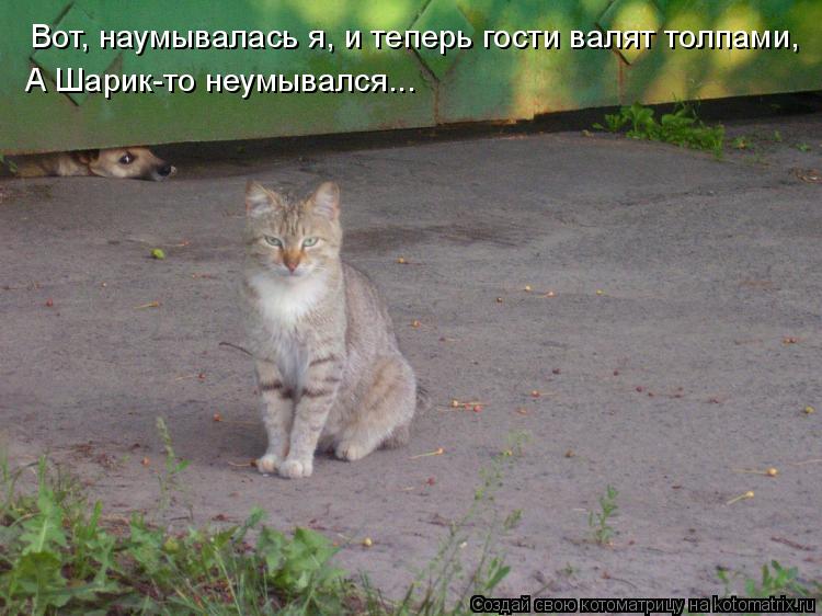 Вот, наумывалась я, и теперь гости валят толпами, А Шарик-то неумывался...... Котоматрица: Вот, наумывалась я, и теперь гости валят толпами, А Шарик-то неумывался...