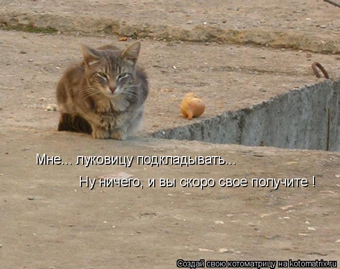 Мне... луковицу подкладывать... Ну ничего, и вы скоро свое получите !... Котоматрица: Мне... луковицу подкладывать... Ну ничего, и вы скоро свое получите !