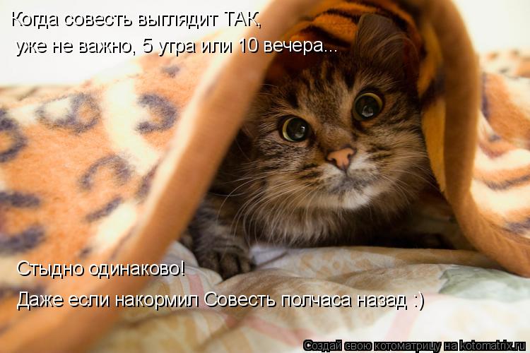 Когда совесть выглядит ТАК, уже не важно уже не важно, 5 утра или 10 вечера... Стыдно одинаково! Даже... Котоматрица: Когда совесть выглядит ТАК, уже не важно уже не важно, 5 утра или 10 вечера... Стыдно одинаково! Даже если накормил Совесть полчаса назад :)