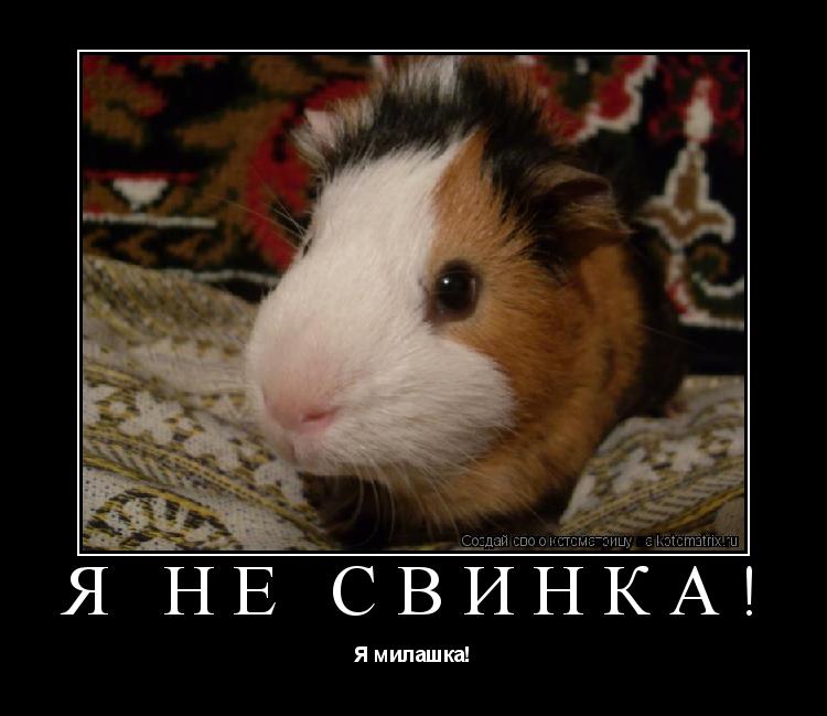 Котоматрица: Я не свинка! Я милашка!