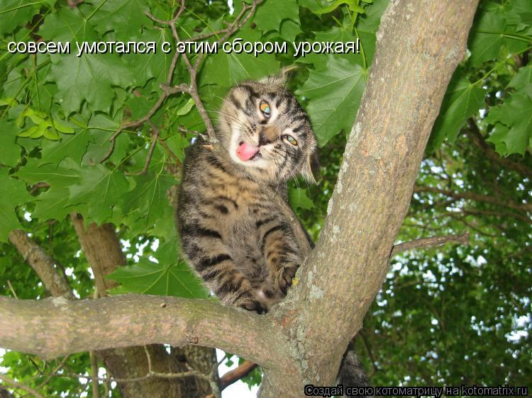 Котоматрица: совсем умотался с этим сбором урожая!